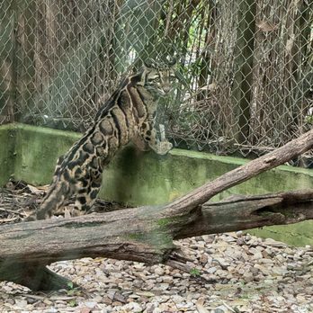 Ellen Trout Zoo - Clouded Leopard - Zoos Near Me - Lufkin, Texas