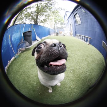The Big Backyard - Pet Sitting Near Me - Denver, Colorado The Big Backyard - Pet Sitting Near Me - Denver, Colorado