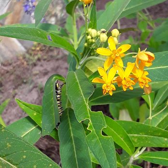 Rock City Gardens - Nurseries & Gardening Near Me - Sebastian, Florida Rock City Gardens - Nurseries & Gardening Near Me - Sebastian, Florida