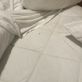 Hotel elev8 - Blood stains and urine stains. - Hotels Near Me - Flagstaff, Arizona Hotel elev8 - Blood stains and urine stains. - Hotels Near Me - Flagstaff, Arizona