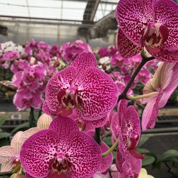 Norman's Orchid Nursery - Nurseries & Gardening Near Me - Montclair, California