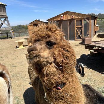 Fox Point Farms - One of the alpacas - so fluffy! - Venues & Event Spaces Near Me - Encinitas, California Fox Point Farms - One of the alpacas - so fluffy! - Venues & Event Spaces Near Me - Encinitas, California
