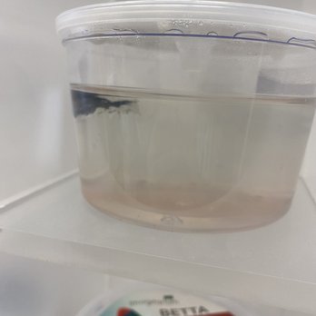 Petco - Dead fish - Pet Stores Near Me - Houston, Texas