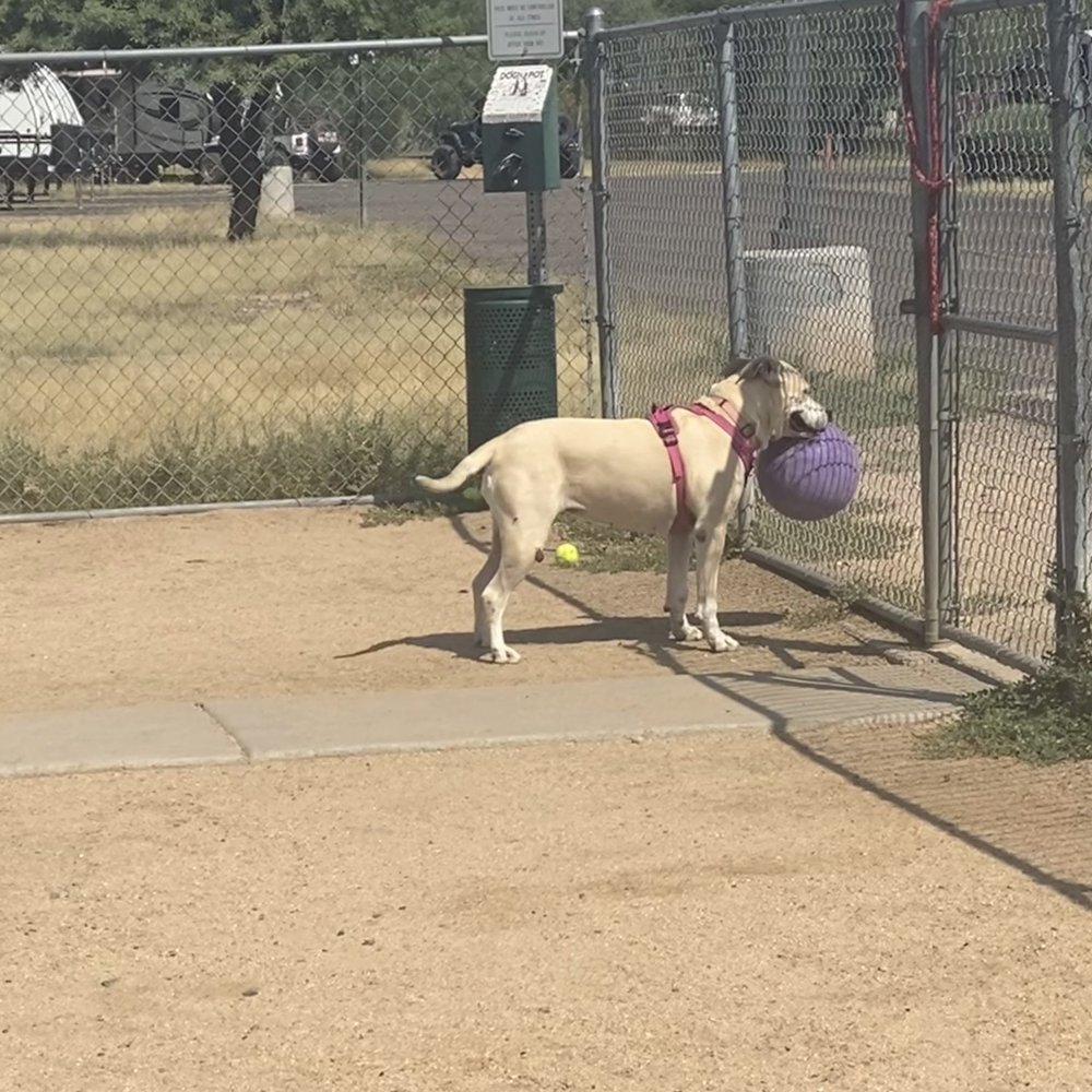 Eagle View RV Resort - Dog park - RV Parks Near Me - Fort McDowell, Arizona