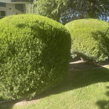 Chads Chippers - Before. Large bushes - Tree Services Near Me - Lancaster, California