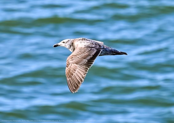 USS Hornet - Sea, Air and Space Museum by null