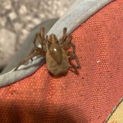 Bobs Magnets and Glove repair - American honeybee