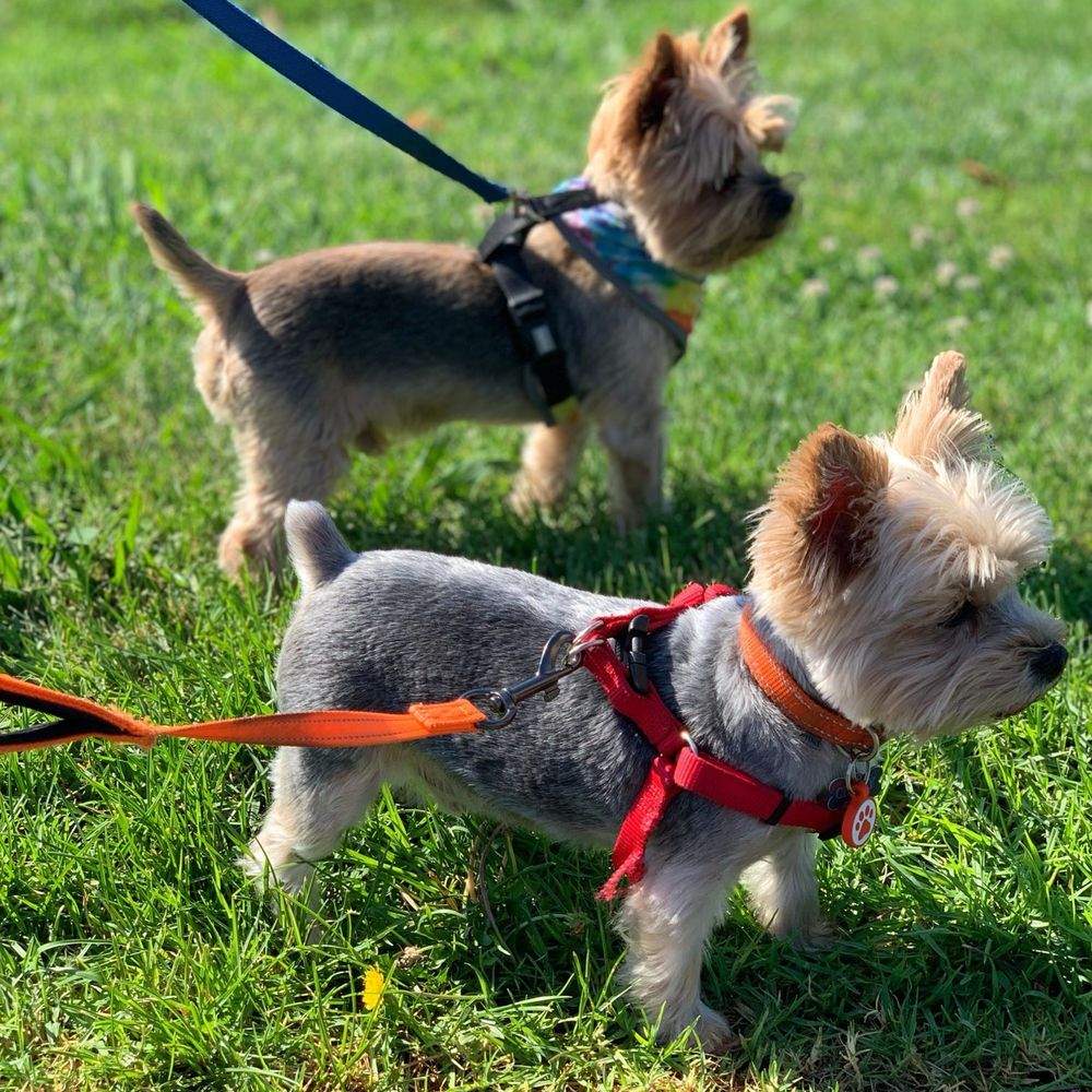 THE BEST 10 PET SITTING in SOLANO COUNTY, CA - Updated 2026 - Hours - Yelp