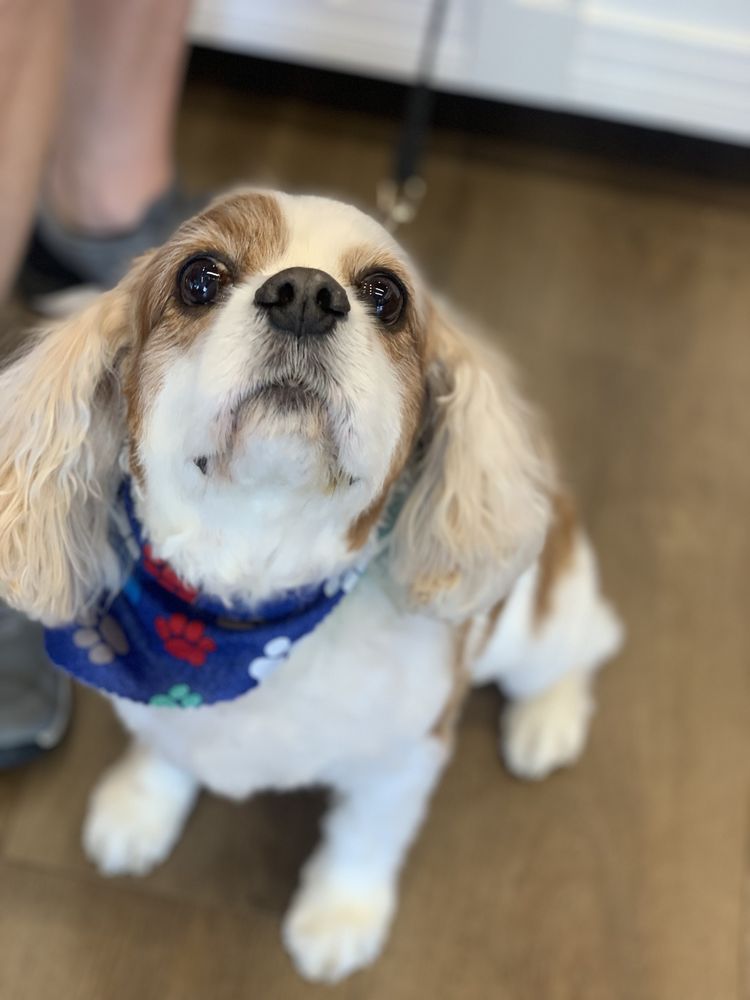 Woof Gang Bakery & Grooming Feather Sound Image