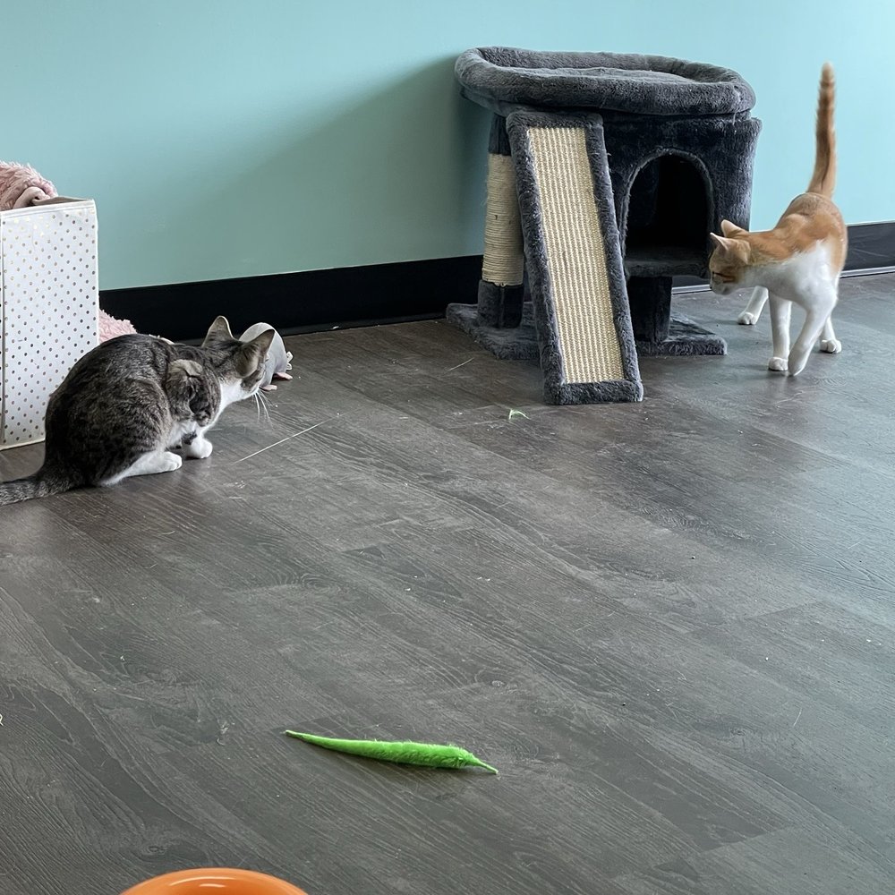 The Friendly Feline Cat Cafe - Cats - Themed Cafes Near Me - Greece, New York The Friendly Feline Cat Cafe - Cats - Themed Cafes Near Me - Greece, New York