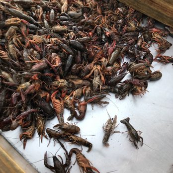 Airport Crawfish - Live crawfish on the washing table! - Seafood Near Me - Magee, Mississippi