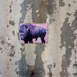 The Purple Buffalo - I found the Purple Buffalo
