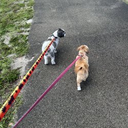 Walking the dogs on the trail