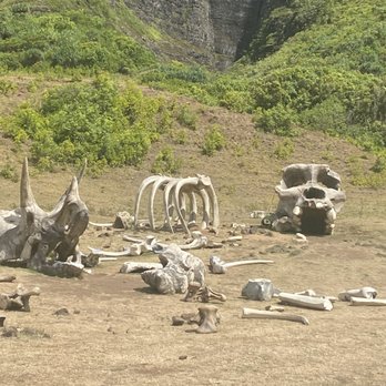 Kualoa Ranch - Boneyard from King Kong Skull Island - Tours Near Me - Kaneohe, Hawaii