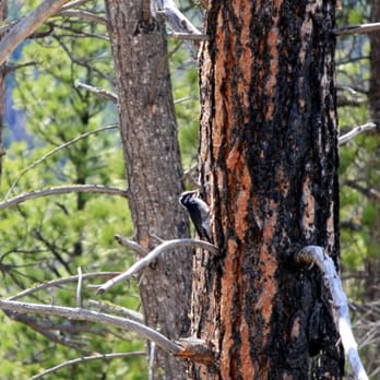 Welcome Creek Wilderness - Hiking Near Me - Clinton, Montana Welcome Creek Wilderness - Hiking Near Me - Clinton, Montana
