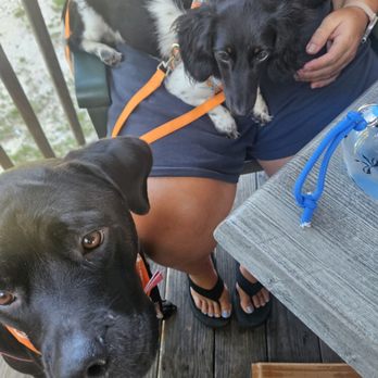 Mirro's Cafe - Our little furry kiddos were welcomed to join - Cafes Near Me - Waves, North Carolina Mirro's Cafe - Our little furry kiddos were welcomed to join - Cafes Near Me - Waves, North Carolina