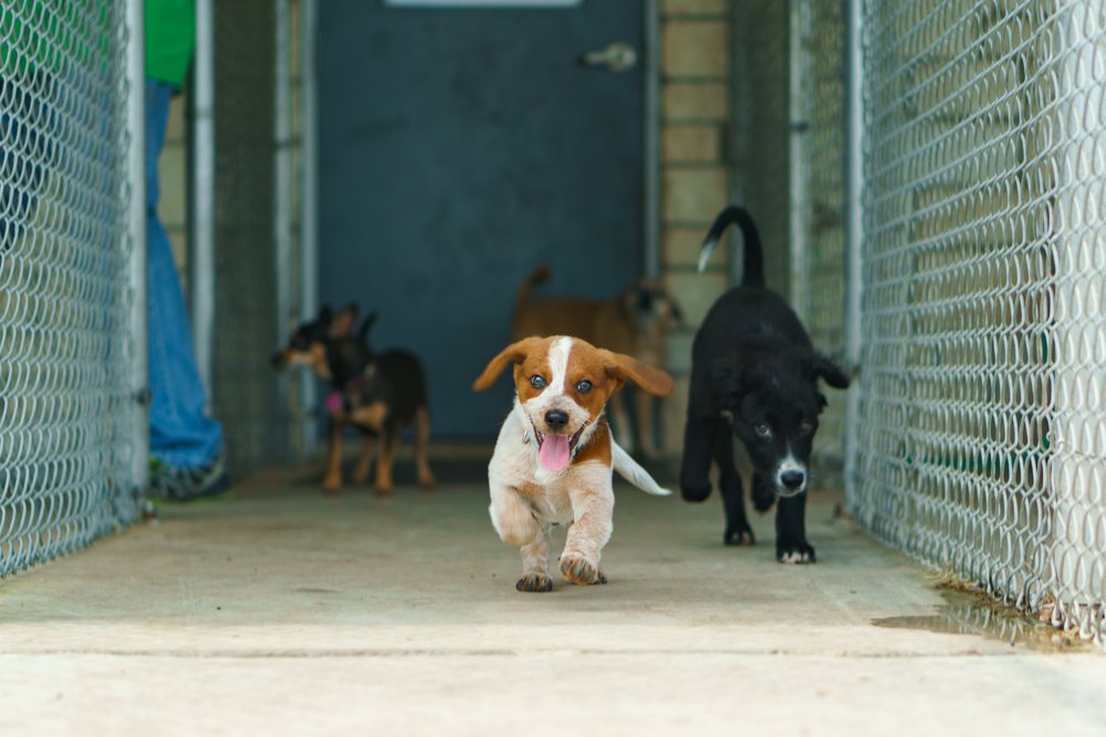 Doggy Day Out - Wilke Ridge Ln - pet boarding facility in Pflugerville, TX