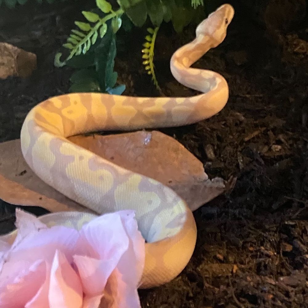 Banana Pastel Vanilla Ball Python Banana Pastel Vanilla Ball Python