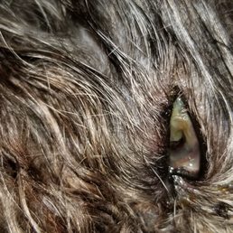 We know she is dying... CVH staff was completely rude and condescending. We were not allow to speak to a vet or a vet or a vet tech! We know she is dying... CVH staff was completely rude and condescending. We were not allow to speak to a vet or a vet or a vet tech!