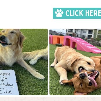 Paw Oasis Pet Resort & Spa - use for marketing but when hurt no resolution - Pet Training Near Me - The Colony, Texas Paw Oasis Pet Resort & Spa - use for marketing but when hurt no resolution - Pet Training Near Me - The Colony, Texas