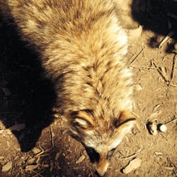 Wild Wills Animal Encounters