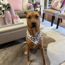 PetQuest Spa & Hotel