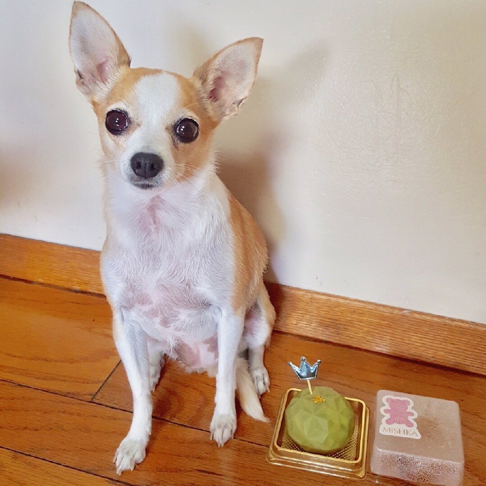 Mishka - Bub loves her turkey w/ spinach and coconut cake - Pet Stores Near Me - San Francisco, California Mishka - Bub loves her turkey w/ spinach and coconut cake - Pet Stores Near Me - San Francisco, California