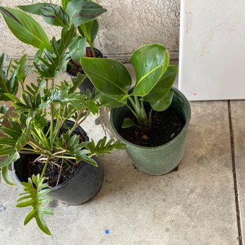 Horizon Nursery - Both under $16 each - Nurseries & Gardening Near Me - Santa Fe Springs, California