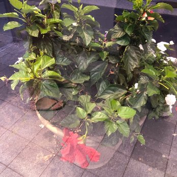 Marshall's Ice Cream Bar - Hibiscus Plant outside - Ice Cream & Frozen Yogurt Near Me - Massapequa, New York Marshall's Ice Cream Bar - Hibiscus Plant outside - Ice Cream & Frozen Yogurt Near Me - Massapequa, New York