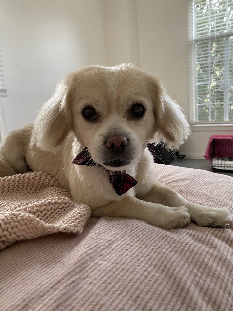 FIDO’S FETCH 24 Photos Dog Walkers Los Angeles, CA Phone Number