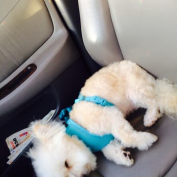 The K9 Mentor - Klouds is calm and able to listen to mommy and daddy. Thank you uncle Mike! ^_~ - Pet Training Near Me The K9 Mentor - Klouds is calm and able to listen to mommy and daddy. Thank you uncle Mike! ^_~ - Pet Training Near Me