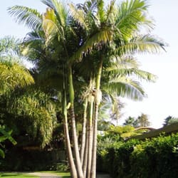 Palm Gardens Nursery
