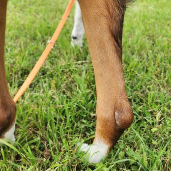 Houston DogWorks - Pet Training Near Me - Houston, Texas Houston DogWorks - Pet Training Near Me - Houston, Texas