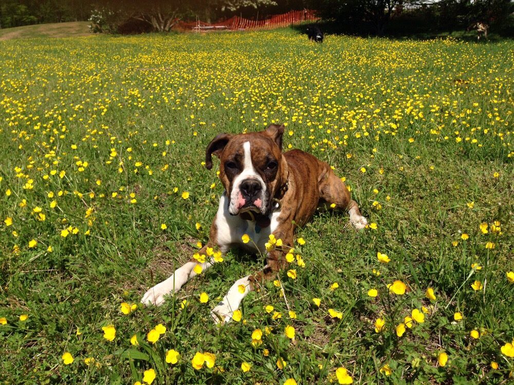 PAWSITIVE PETS Updated October 2024 21 Photos & 11 Reviews 314 N Patrick St, Alexandria