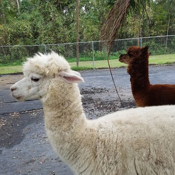 Danville Bed & Breakfast - Alpacas! - Venues & Event Spaces Near Me - Geneva, Florida Danville Bed & Breakfast - Alpacas! - Venues & Event Spaces Near Me - Geneva, Florida