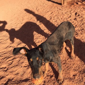 Dog Park - Puppy found a ball, had fun getting dirty :) - Dog Parks Near Me - Sedona, Arizona Dog Park - Puppy found a ball, had fun getting dirty :) - Dog Parks Near Me - Sedona, Arizona