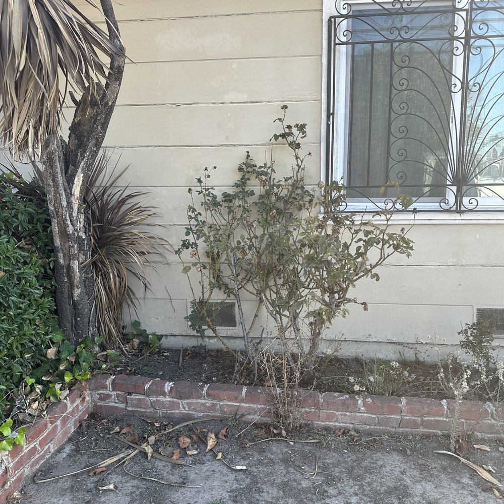 Bay Area Tree Pro - Before - Tree Services Near Me Bay Area Tree Pro - Before - Tree Services Near Me