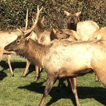 Elk Meadow Cabins - Right outside!!! - Vacation Rentals Near Me - Orick, California