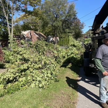 All Island Tree Service - Small branches - Tree Services Near Me - Freeport, New York