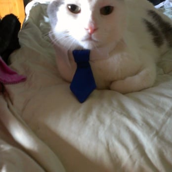 City Kitty Cat Care - Alex thinks Gretel does good business. And he would know - he's wearing his business tie. - Pet Sitting Near Me