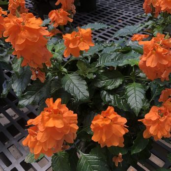 Calloway's Nursery - Nurseries & Gardening Near Me - Southlake, Texas Calloway's Nursery - Nurseries & Gardening Near Me - Southlake, Texas