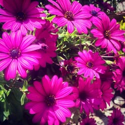 Lillà - Belle di giorno...grazie primavera!