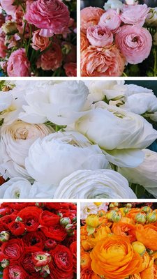 Old Town Newhall Farmers Market by null