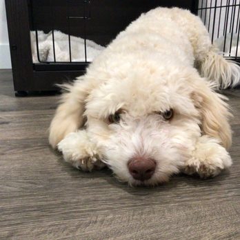 Petco - This is my adorable dog - Pet Stores Near Me - Medford, Oregon