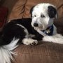 Photo of Artistic Dog & Cat Grooming