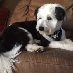 Artistic Dog & Cat Grooming - My name is "trouble" because of Steve. I found out I'm a Tibetan Terrier