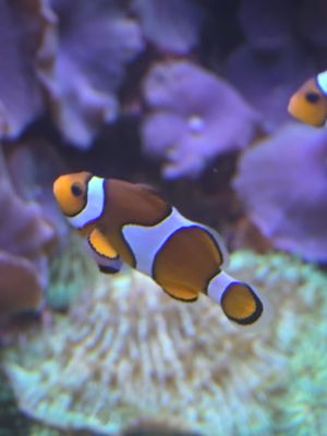 Hellabrunn Zoo by null