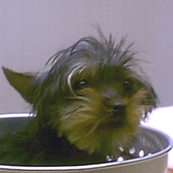 Malernee Art DVM - Veterinarians Near Me - Delray Beach, Florida Malernee Art DVM - Veterinarians Near Me - Delray Beach, Florida