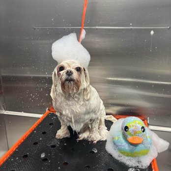 Reeses Luxury Mobile Grooming - Pet Groomers Near Me - Cedar Park, Texas Reeses Luxury Mobile Grooming - Pet Groomers Near Me - Cedar Park, Texas