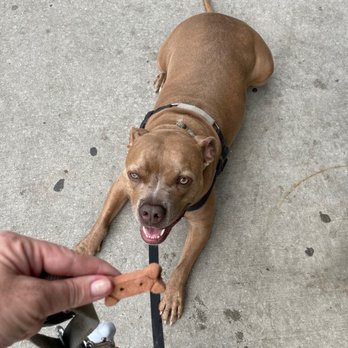 The Irish Nobleman - Kelce getting one of the famous Nobleman Irish Pub's famous treats. When asked to sit down he lays all the way down just to be sure. - Irish Pub Near Me - Chicago, Illinois The Irish Nobleman - Kelce getting one of the famous Nobleman Irish Pub's famous treats. When asked to sit down he lays all the way down just to be sure. - Irish Pub Near Me - Chicago, Illinois